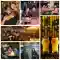 04-04-brew-meister.webp